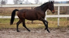 Trahenski konj